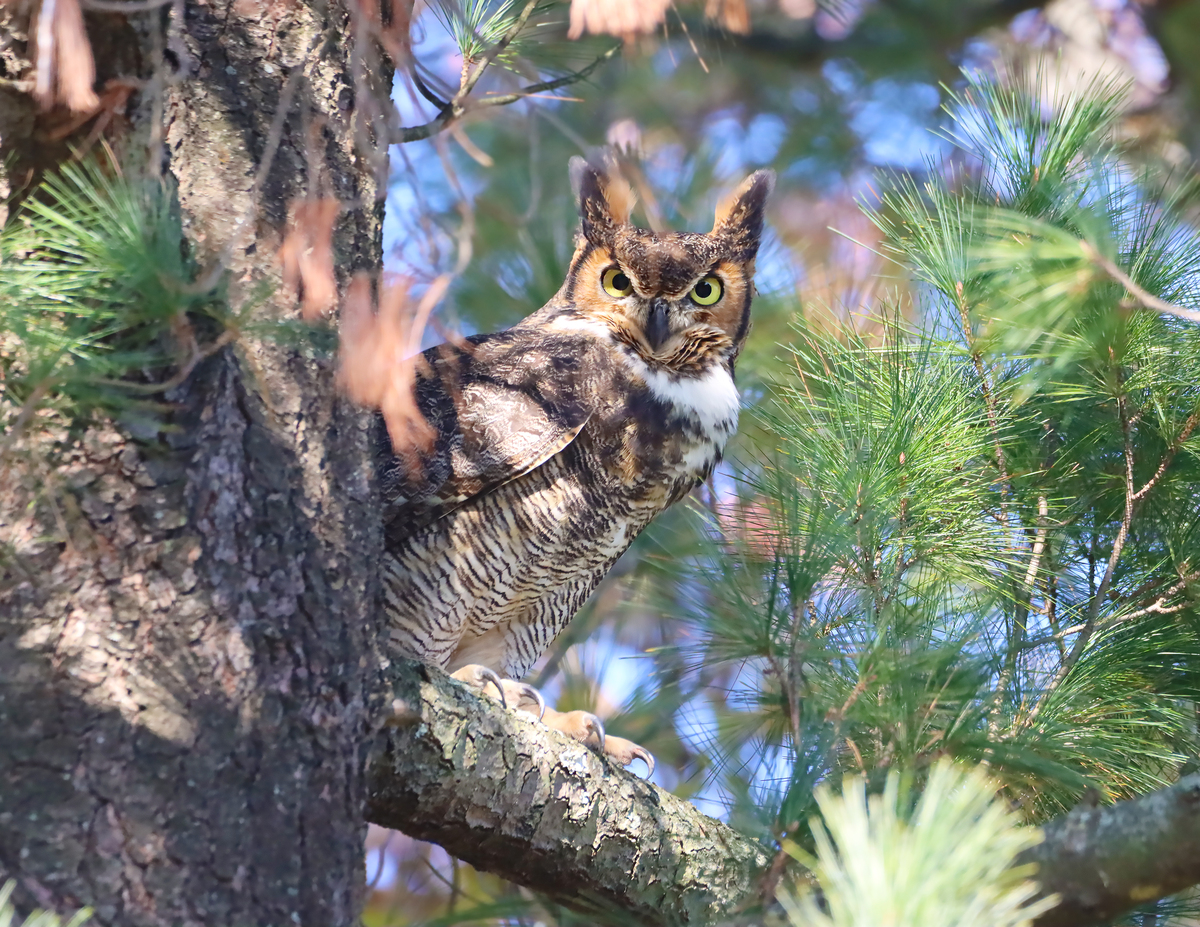 Great Horned Owl in a tree